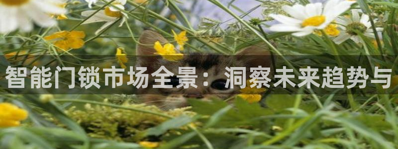 金年会6766001：智能门锁市场全景：洞察未来趋势与